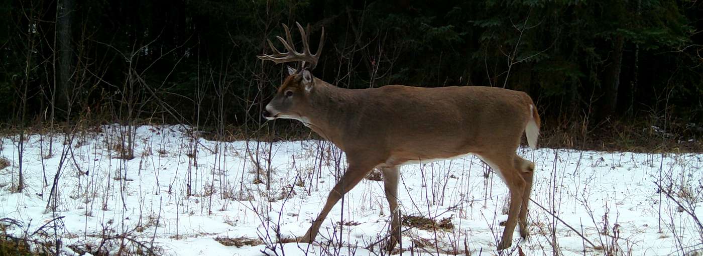 Northern Alberta’s Whitetail Camp Whitetail Hunts