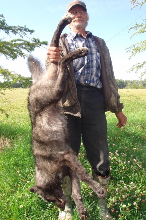 Wolf Hunting In Northern Alberta