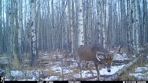 Whitetail Photos